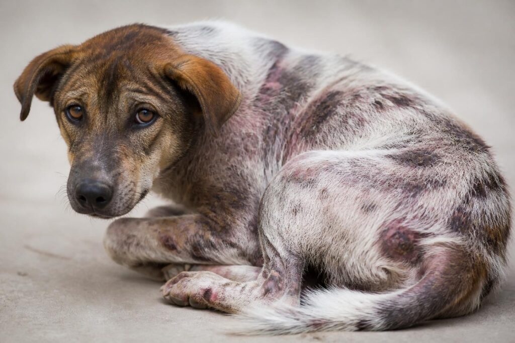 découvrez les causes possibles des croûtes persistantes sur la peau de votre chien et comment les identifier pour assurer sa santé et son bien-être.