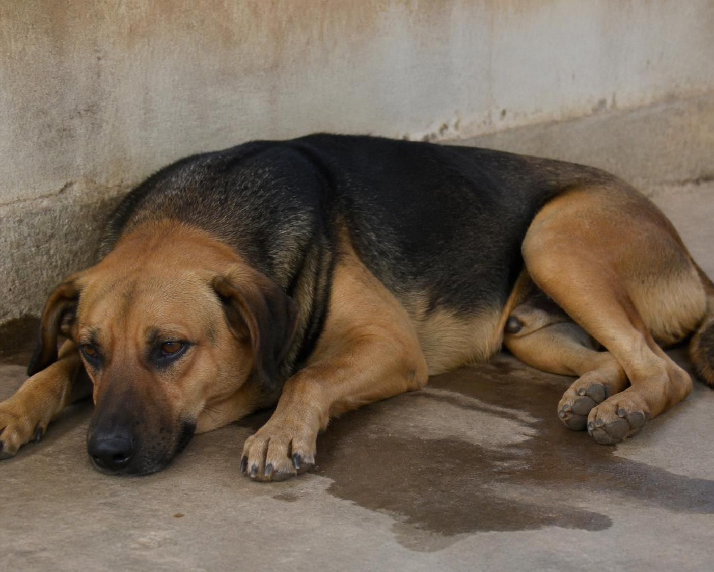 découvrez comment identifier rapidement les symptômes de la piroplasmose chez le chien pour agir à temps et protéger la santé de votre compagnon.