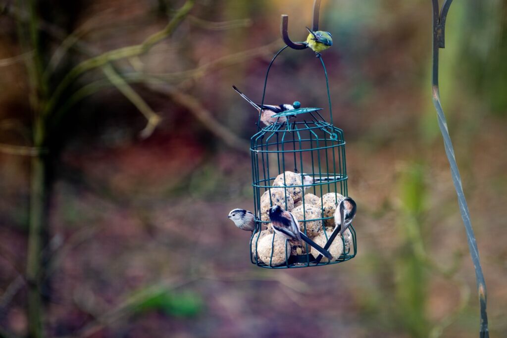 a bird feeder filled with birds on top of a tree