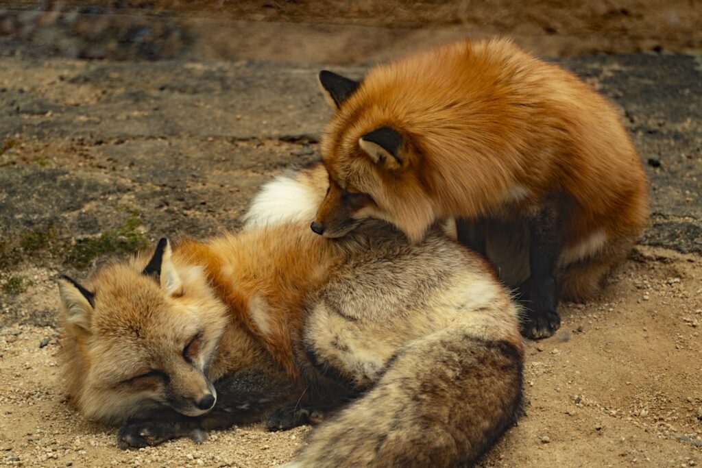 a couple of foxes laying on top of each other