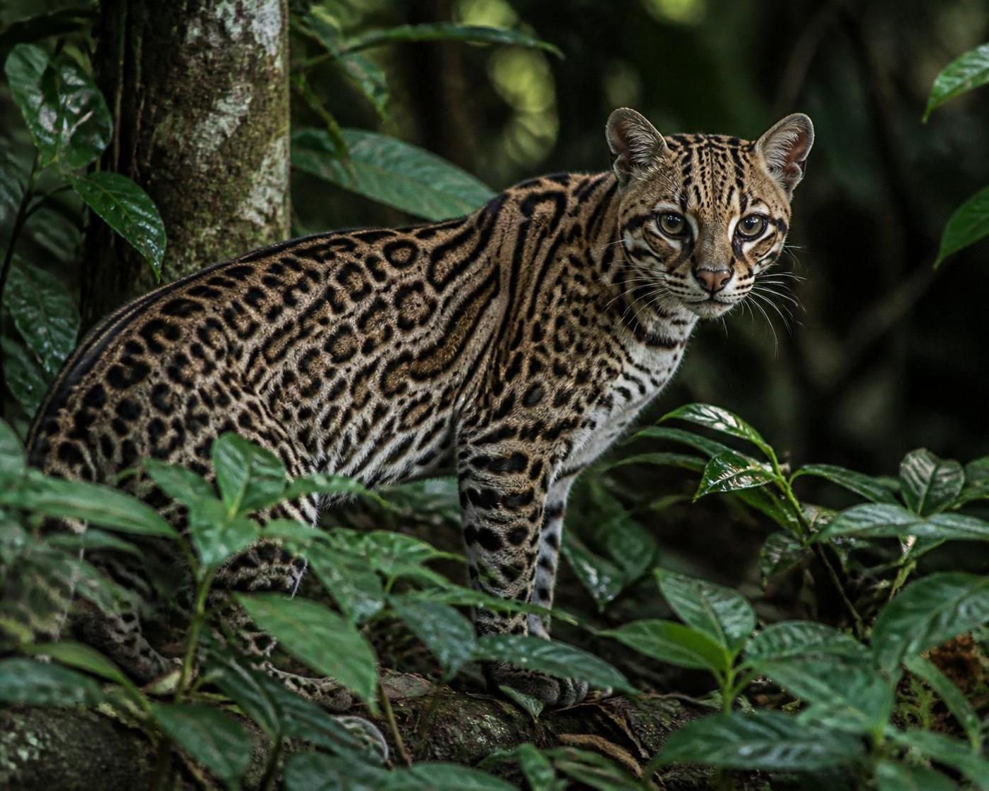 explorez la vie fascinante de l'ocelot, ce félin sauvage aux taches uniques, maître des forêts tropicales. découvrez ses habitudes, son habitat et son rôle dans la nature.