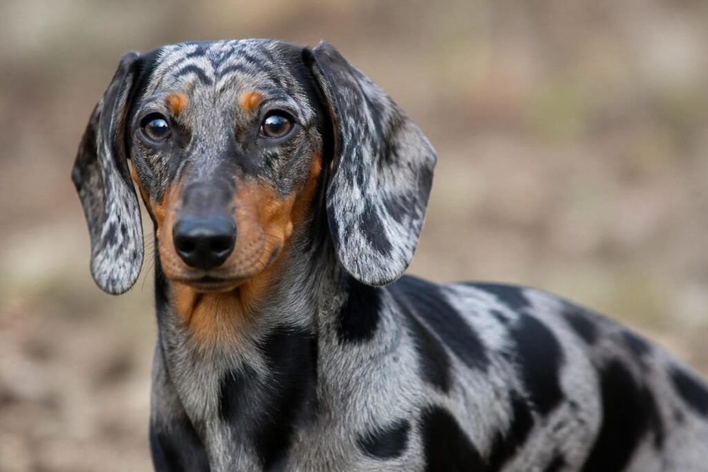 découvrez l'originalité du pelage merle chez le teckel, une coloration rare et fascinante qui rend ce chien unique. apprenez-en plus sur ses caractéristiques et son entretien.
