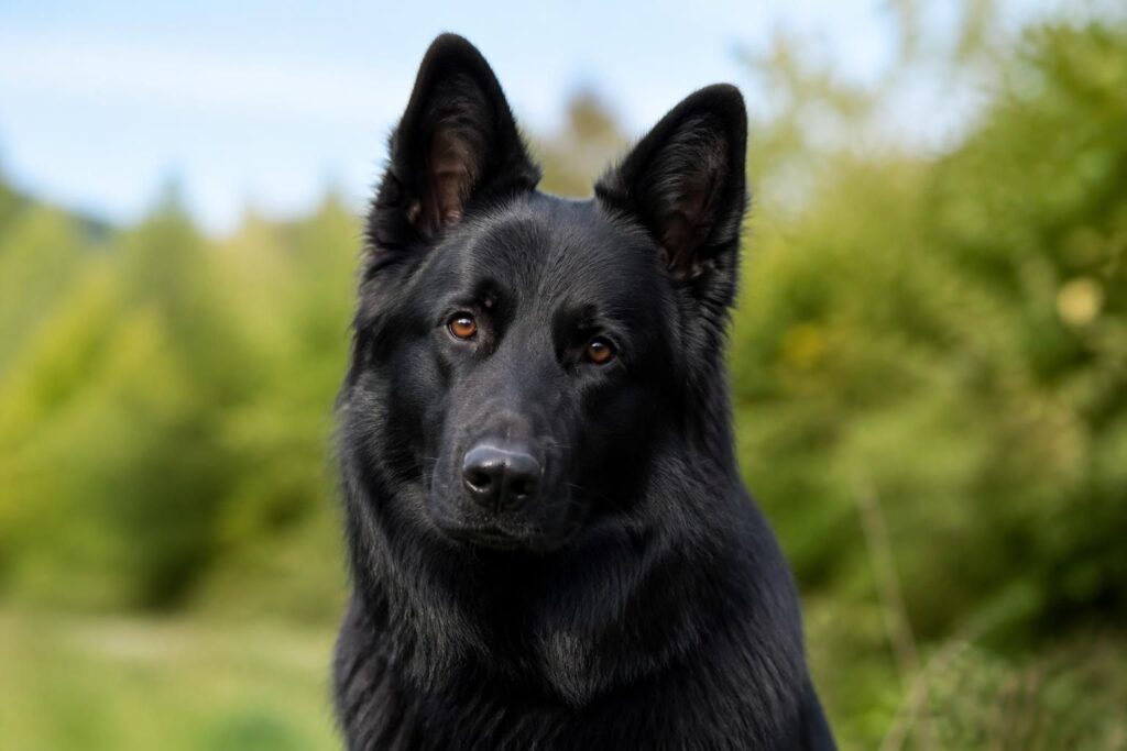 découvrez le berger suisse noir, un compagnon fidèle doté d'un pelage d'ébène brillant et d'un caractère doux, idéal pour partager votre quotidien avec tendresse et loyauté.