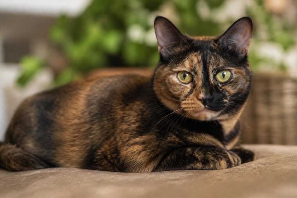 découvrez les caractéristiques uniques du pelage écaille de tortue chez le chat, une robe rare et fascinante qui séduit de nombreux passionnés.