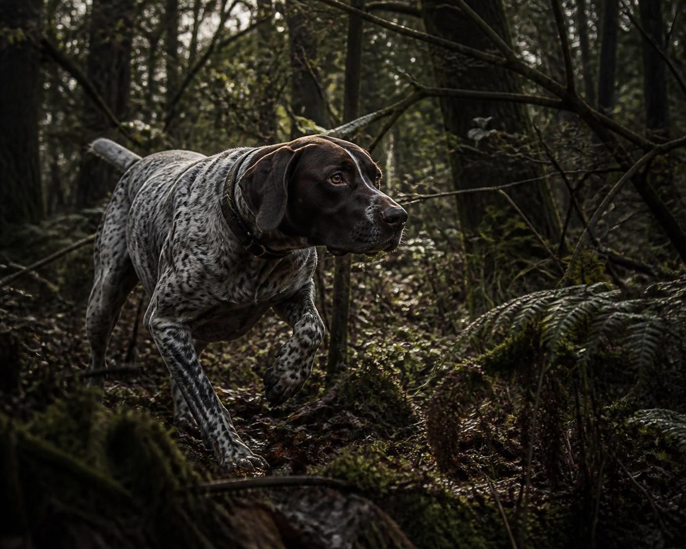 découvrez quelles races de chiens de chasse choisir en fonction de votre terrain de prédilection pour optimiser vos sorties et garantir une meilleure complicité avec votre compagnon.
