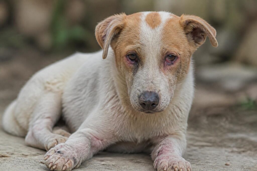 découvrez comment reconnaître rapidement les symptômes de la maladie de carré chez le chien pour agir à temps et protéger votre compagnon.