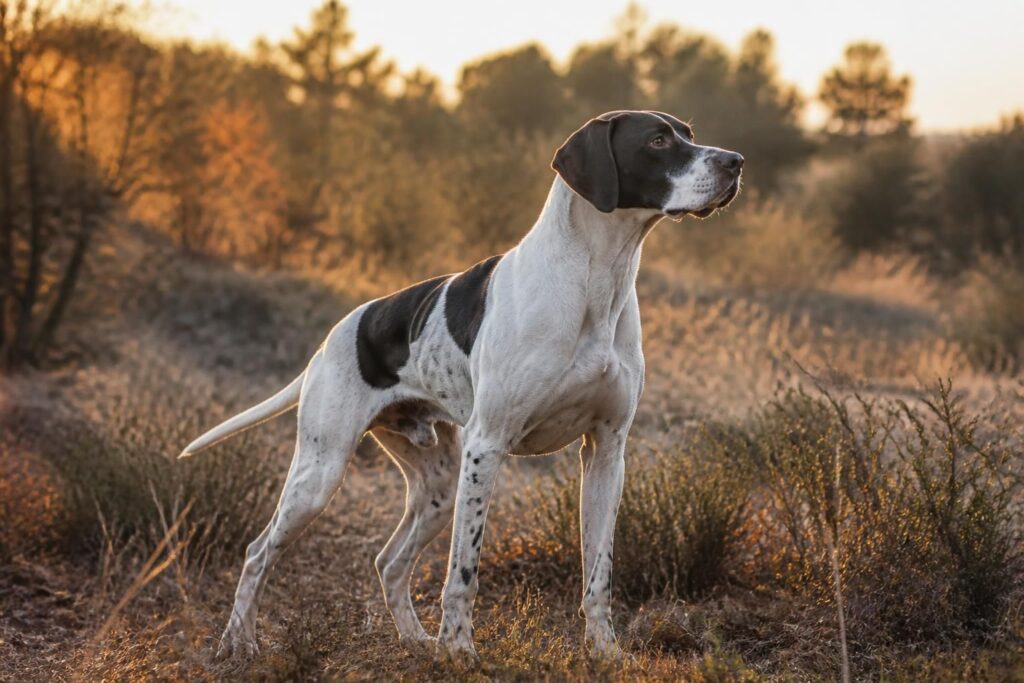 découvrez les caractéristiques uniques du pointer, chien de chasse d’exception, réputé pour son flair, sa rapidité et son intelligence, idéal pour accompagner les chasseurs en nature.