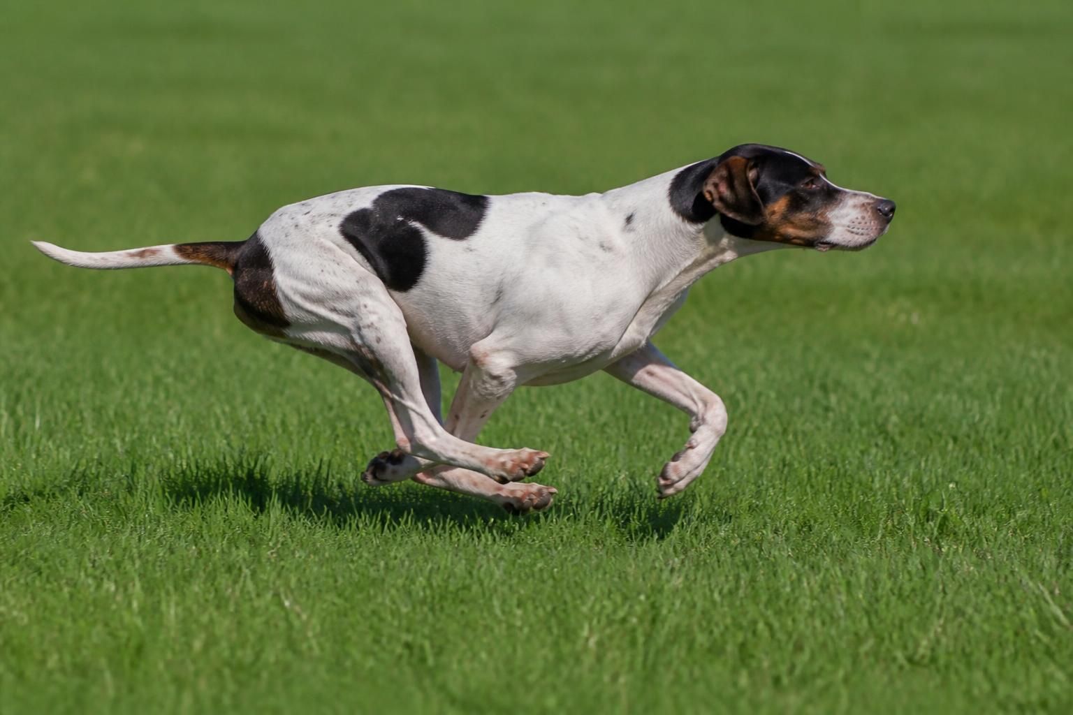 découvrez les caractéristiques uniques du pointer, une race de chien reconnue pour ses talents de chasseur d’exception, alliant endurance, intelligence et sens de l’odorat.