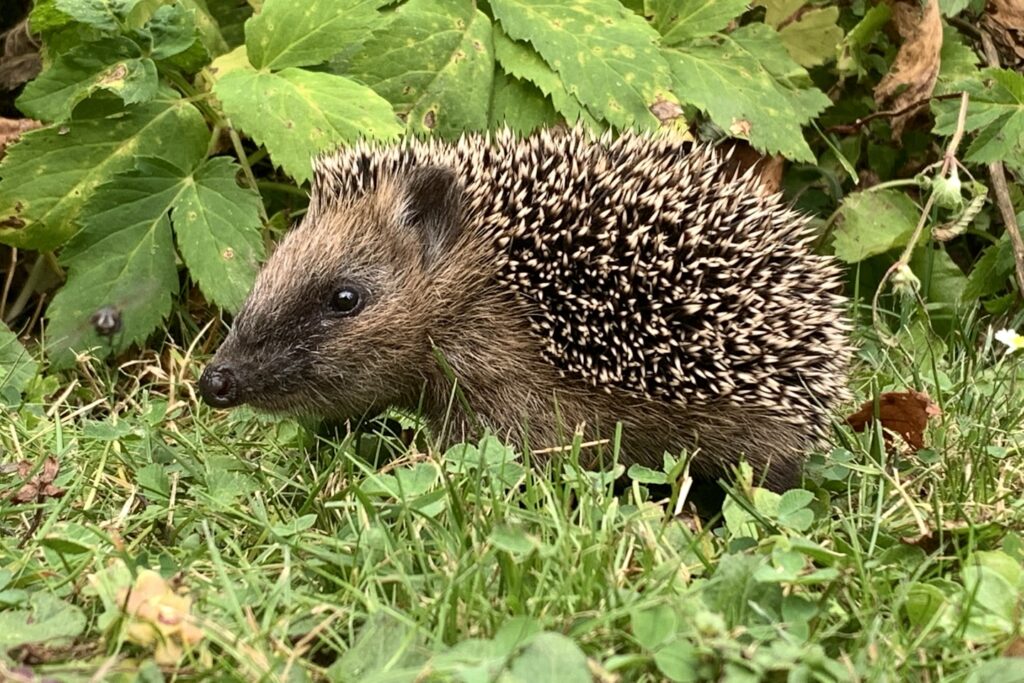 Igel entdeckt unseren Garten