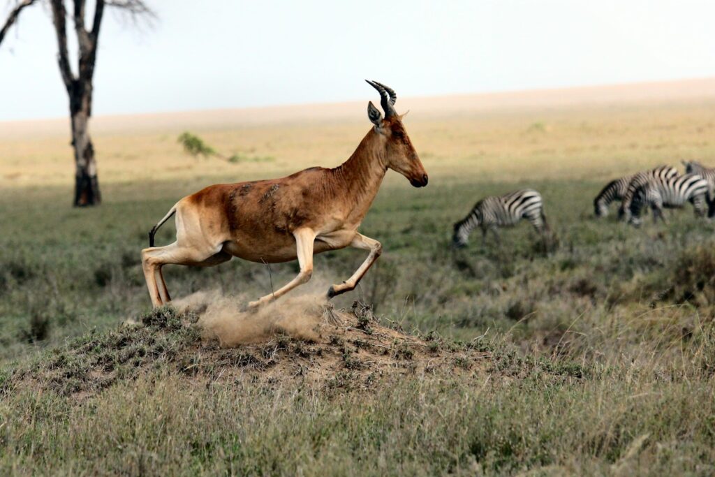 Antelope and zebras