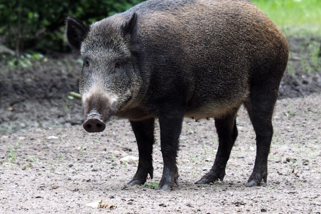 shallow focus photo of pig