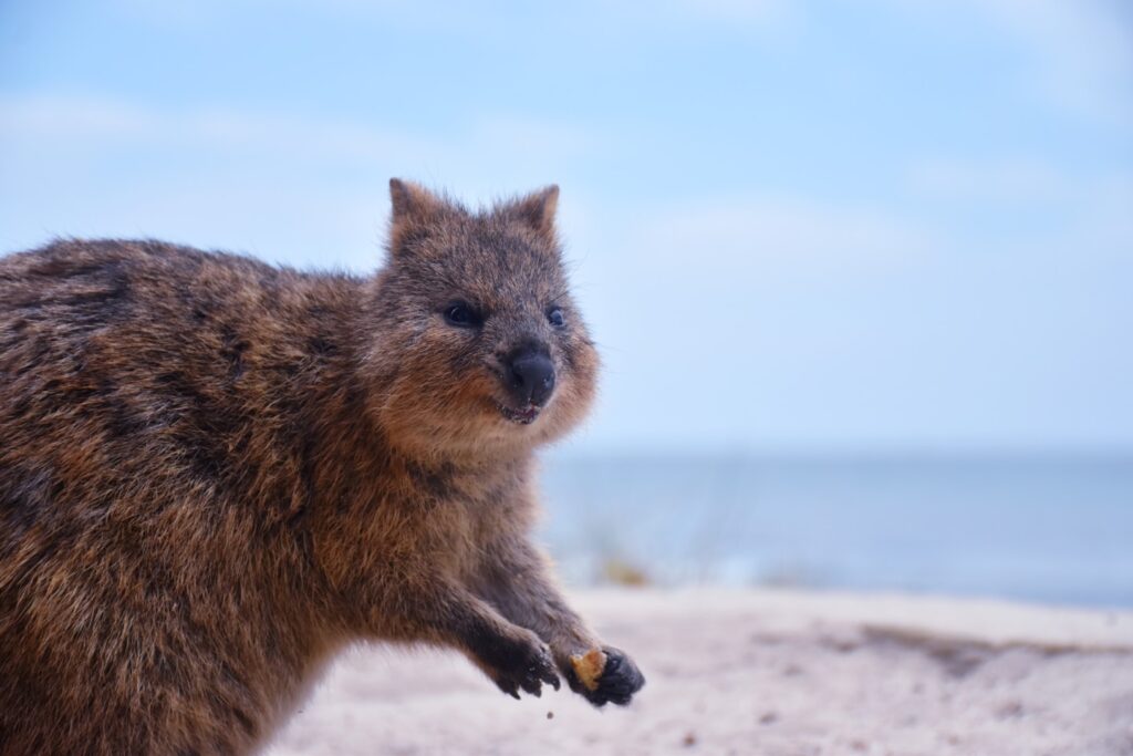 Quokka near the ocean in Western Australia