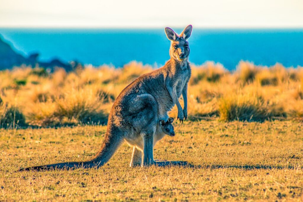 Maria Island was one of those isolated places far from the rest of the world where you would be taken if you were a convict in the 19th century. Today, it is a place where Australian nation brought their most precious animals to keep them from the diseases and predators on the mainland.