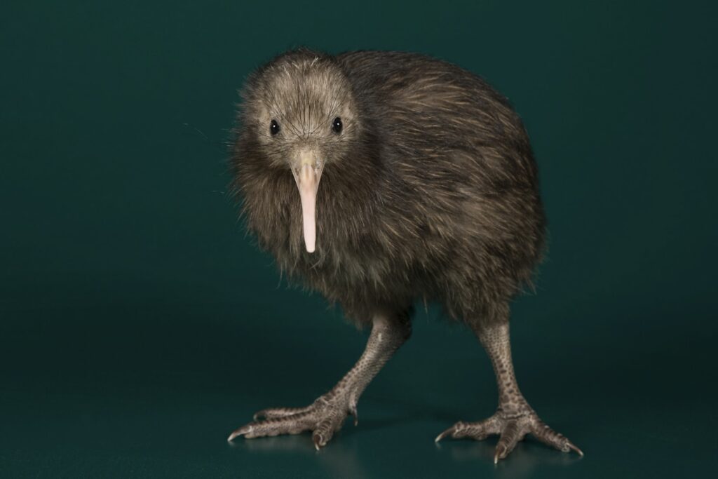 Brown Kiwi Creation Date 2010:06:11 Keywords female,Species: australis,Genus: Apteryx,Family: Apterygidae,Order: Struthioniformes,Class: Aves,Phylum: Chordata,Kingdom: Animalia,chick,young,baby,Bird,Kiwi City Washington Country USA Data Source Smithsonian's National Zoo & Conservation Biology Institute Credit Line Smithsonian Institution Metadata Usage CC0 Record ID nzp_NZP-20100611-087MM