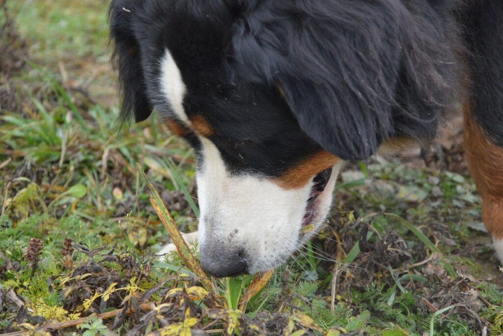 A close up of a dog sniffing the ground