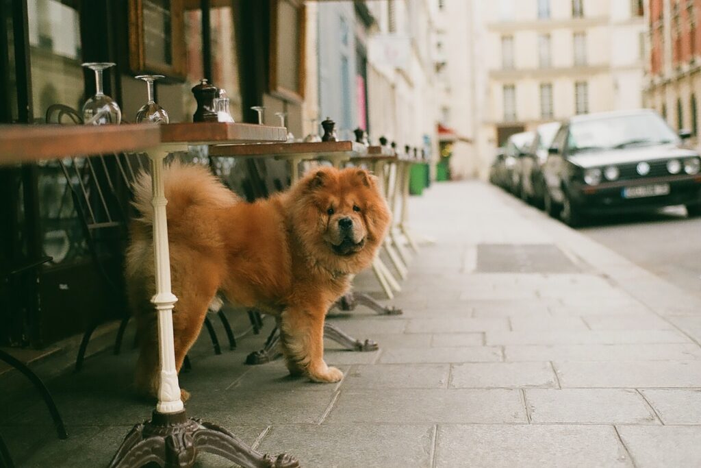adult brown chow chow