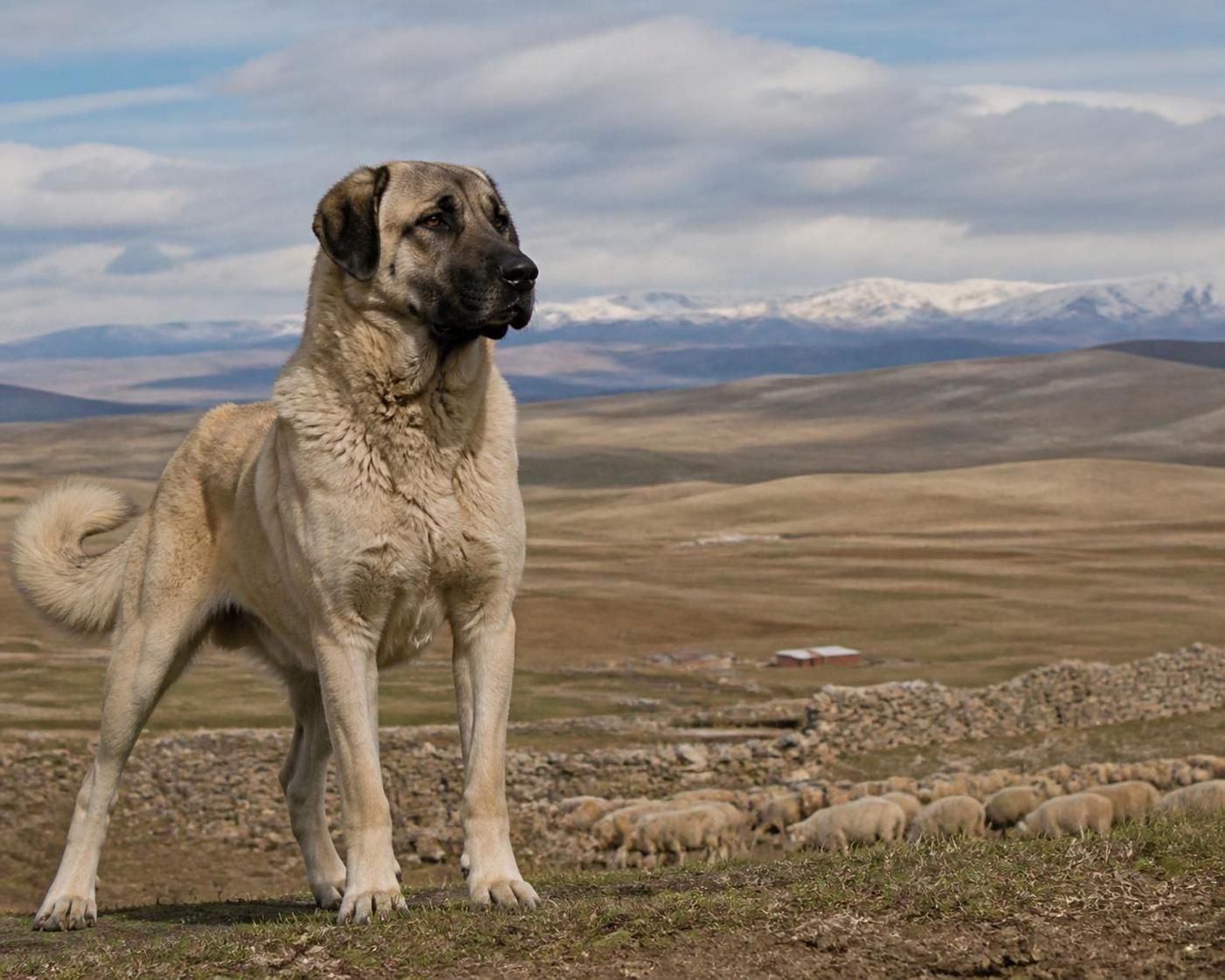 découvrez comment reconnaître le kangal, ce chien de garde au tempérament unique, et apprenez tout sur ses caractéristiques, son comportement et son rôle de protecteur.