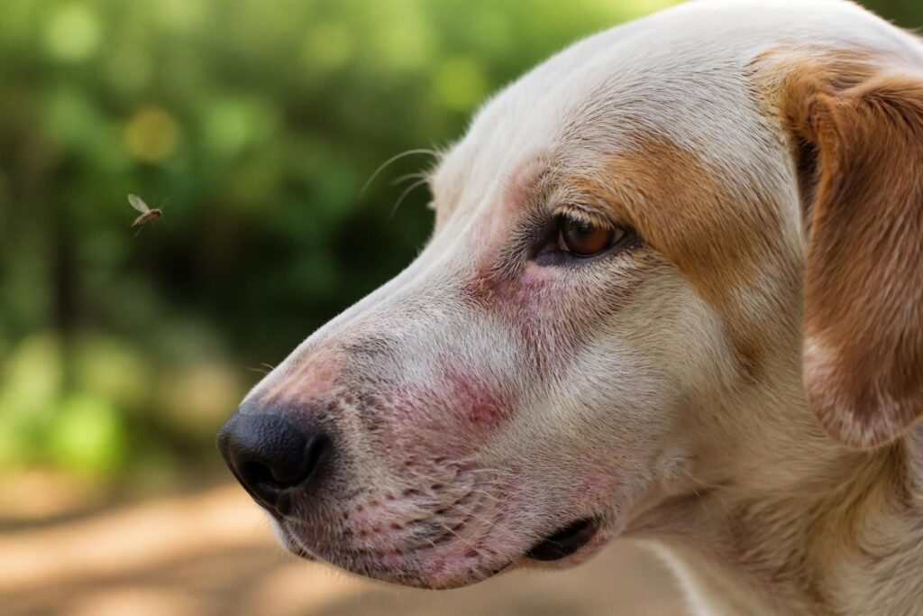 découvrez comment reconnaître les symptômes de la leishmaniose chez le chien et les méthodes efficaces pour prévenir cette maladie parasitaire dangereuse.