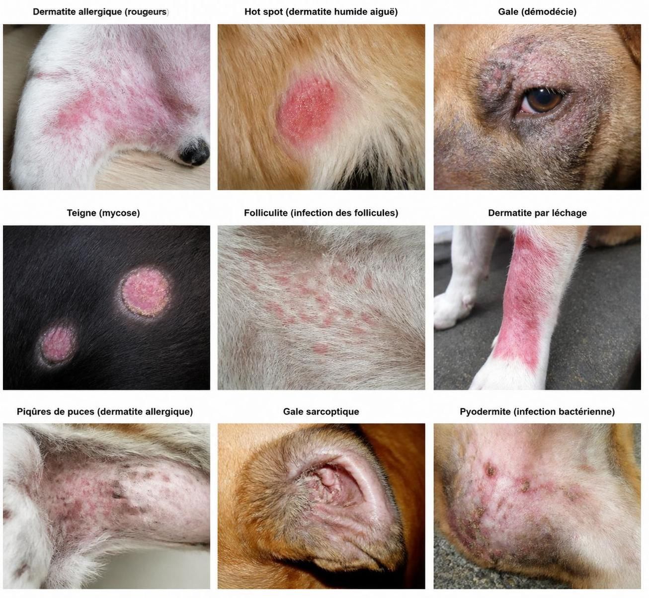découvrez comment identifier les signes de maladies de peau chez le chien grâce à nos photos explicatives claires et détaillées pour agir rapidement.