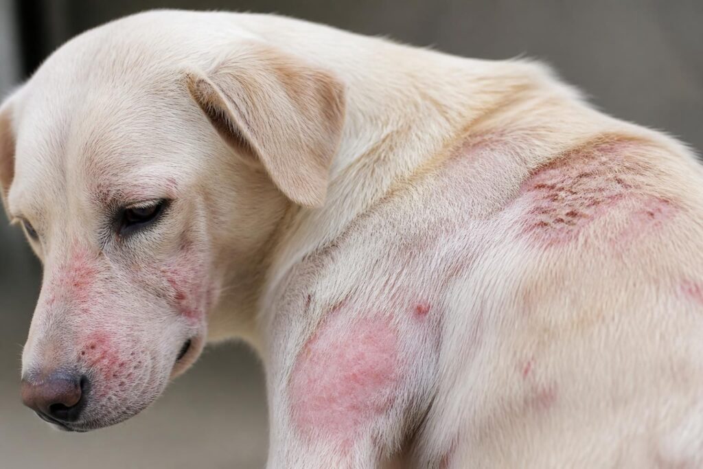 découvrez comment identifier les maladies de peau chez le chien grâce à nos photos explicatives détaillées. apprenez à reconnaître rapidement les signes pour mieux protéger la santé de votre compagnon.