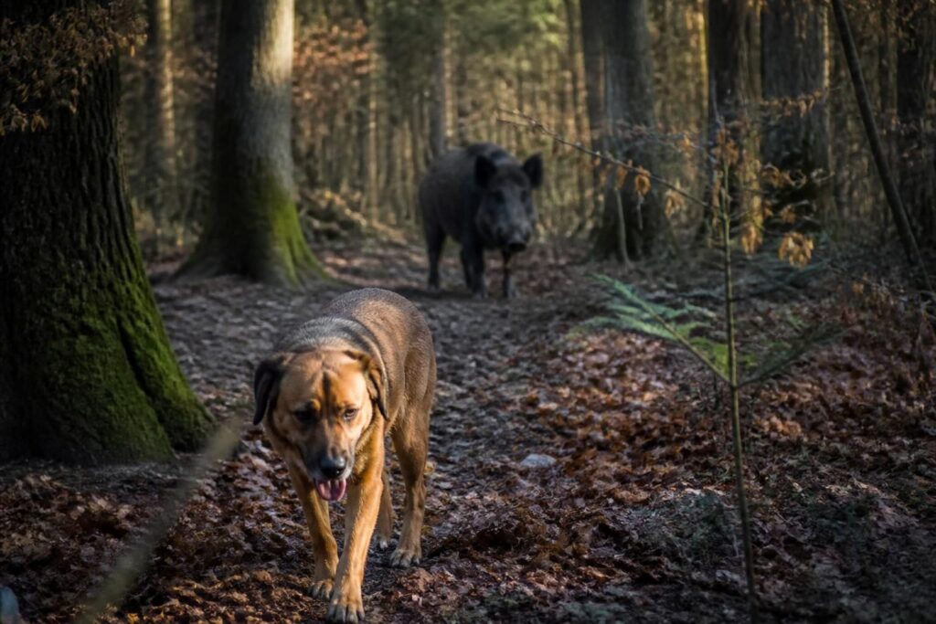 découvrez les risques de la maladie du sanglier chez le chien, comment la détecter et la prévenir pour protéger votre compagnon fidèle.