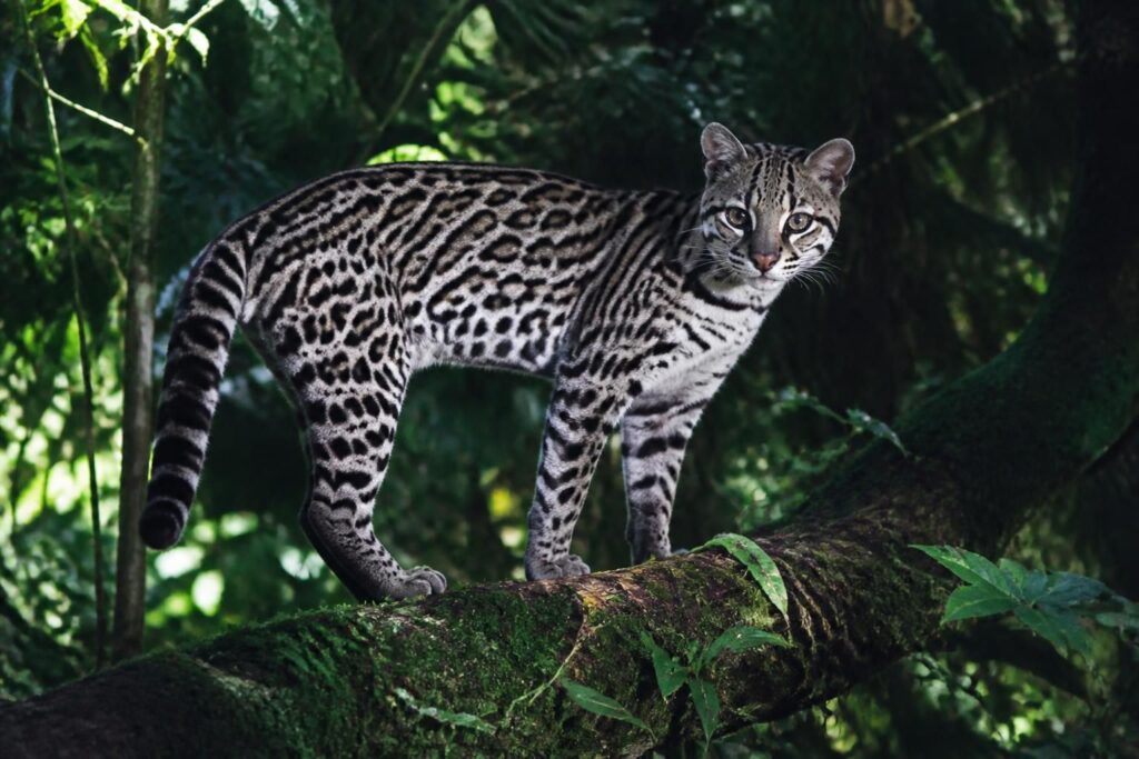 explorez le monde fascinant de l'ocelot, ce félin sauvage à la beauté unique, célèbre pour ses taches mystérieuses dans la forêt tropicale.