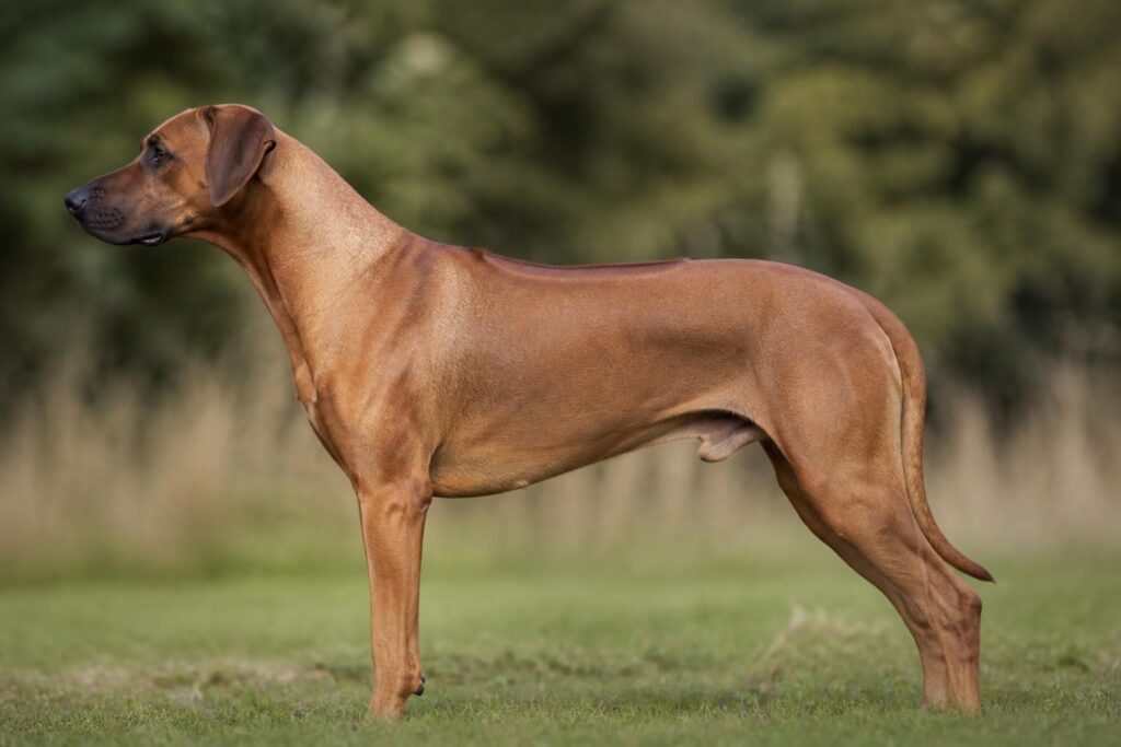 découvrez l'origine et la signification unique de la crête sur le dos du rhodesian ridgeback, un chien au caractère exceptionnel et à l'histoire fascinante.