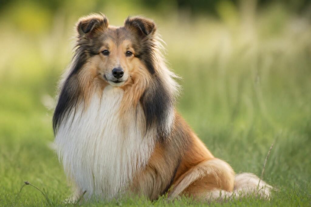 découvrez comment reconnaître les traits uniques du shetland, un chien élégant réputé pour sa beauté, son intelligence et son caractère affectueux. apprenez tout sur cette race exceptionnelle.