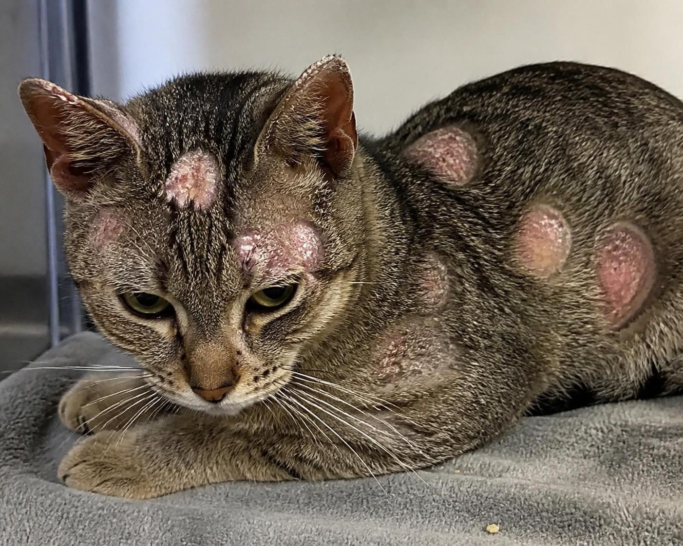 découvrez comment reconnaître rapidement les signes de la teigne chez le chat pour agir efficacement et protéger la santé de votre animal.